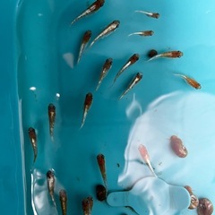 【最終値下げ】メダカ　三色ラメ体外光　2ペア　合計4匹　未選別　めだか　ミジンコ　ゾウリムシ　①の画像