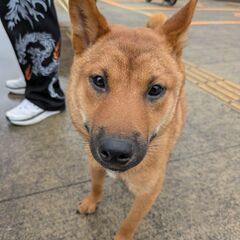 柴犬　1歳　ワンパク