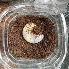 国産カブトムシ幼虫【1〜5匹の間で】の画像