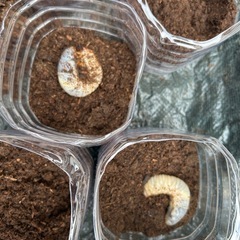 国産カブトムシ幼虫【1〜5匹の間で】の画像