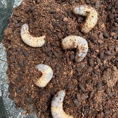 国産カブトムシ幼虫【1〜5匹の間で】