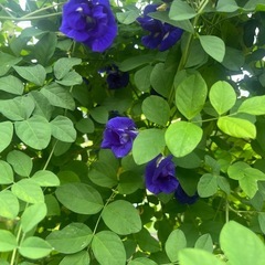 バタフライピー乾燥花の画像