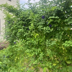 バタフライピー乾燥花の画像