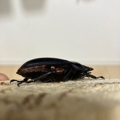 ホペイオオクワガタ　♀単の画像