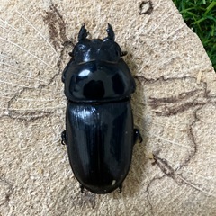 ホペイオオクワガタ　♀単の画像