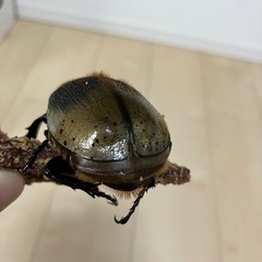ヘラクレス・レイディ　♀単品の画像