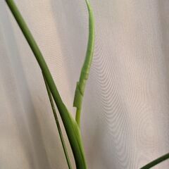 モンステラ　タウエリー　1の画像