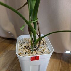 モンステラ　タウエリー　1の画像
