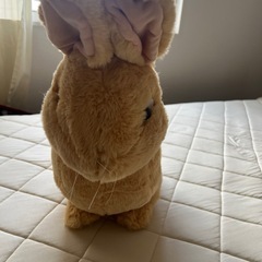 【 Zoo Creatures 】 BIGぬいぐるみ 「 ウサギ 」の画像