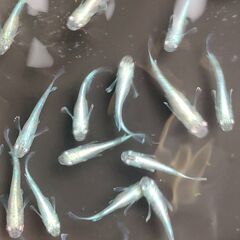 【めだか】　マリアージュ　ロングフィン　稚魚～幼魚おまけ込み13匹セット、今年産まれ②の画像