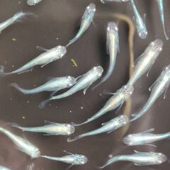 【めだか】　マリアージュ　ロングフィン　稚魚～幼魚おまけ込み13匹セット、今年産まれ②の画像