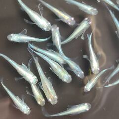 【めだか】　マリアージュ　ロングフィン　稚魚～幼魚おまけ込み13匹セット、今年産まれ②の画像