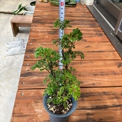 観葉植物台湾モミジ🪴の画像