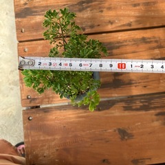 観葉植物台湾モミジ🪴の画像