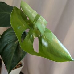 モンステラ　タウエリー　3の画像