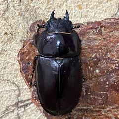 オキナワノコギリクワガタ　♀単品の画像