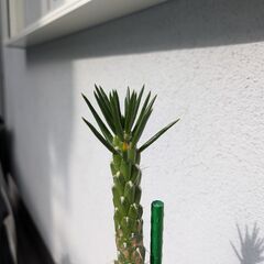 姫将軍　多肉植物の画像
