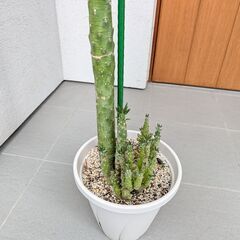 姫将軍　多肉植物の画像