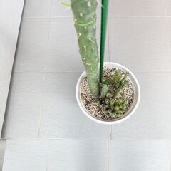 姫将軍　多肉植物の画像