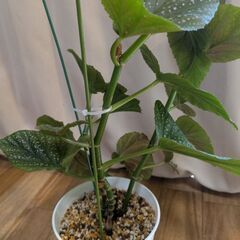 木立性ベゴニアの画像