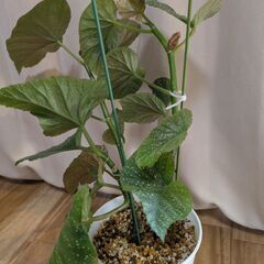 木立性ベゴニアの画像