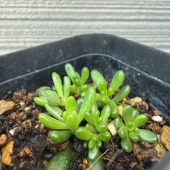 虹の玉　セダム　多肉植物の画像