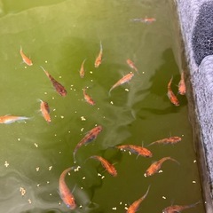 【3色から産まれた2色】20匹　メダカの画像