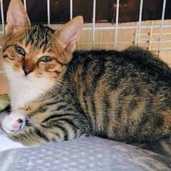 元気ハツラツ、キジシロ君！