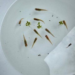 メダカ　幼魚　未選別　の画像