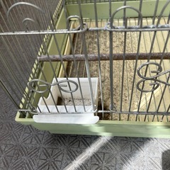 鳥かごの画像