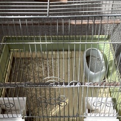 鳥かごの画像