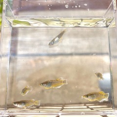 2025生まれフロマージュ(メダカ)3ペアの画像