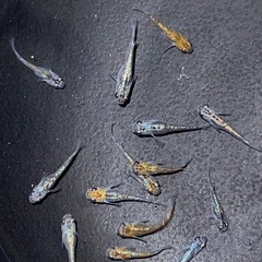 めだか　サファイアメダカの若魚　約15匹
の画像