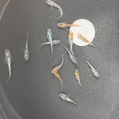 めだか　サファイアメダカの若魚　約15匹
の画像