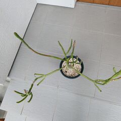 ミルクブッシュ アオサンゴ 観葉植物 ユーフォルビアの画像