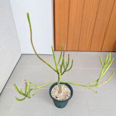ミルクブッシュ アオサンゴ 観葉植物 ユーフォルビアの画像