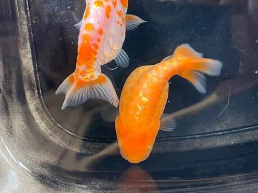 金魚 ドラゴンスケールらんちゅう) 2匹 (83_Kingyo) 小波瀬西工大前の