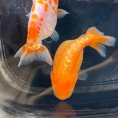 (金魚 ドラゴンスケールらんちゅう) 2匹
の画像