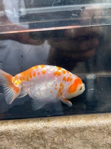 (金魚 ドラゴンスケールらんちゅう) 2匹