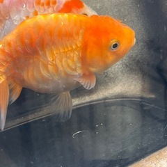 (金魚 ドラゴンスケールらんちゅう) 2匹
の画像