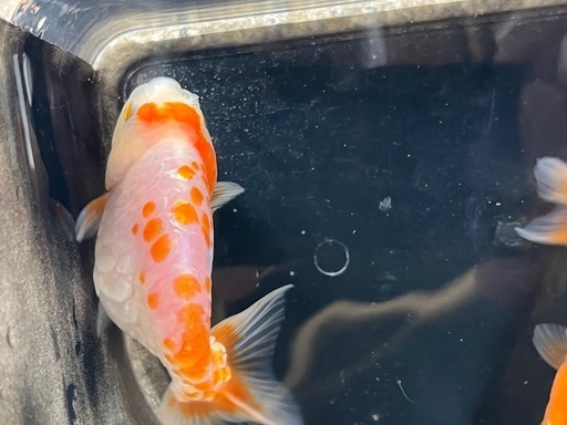 (金魚 ドラゴンスケールらんちゅう) 2匹 金魚】龍鱗らんちゅう【薩摩養魚場】ドラゴンスケール、りゅうりん通販