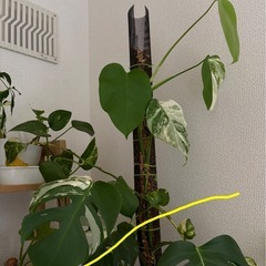 モンステラ　斑入り　ボルシギアナの画像