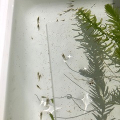 ミナミヌマエビの画像