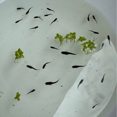 オロチ　メダカ　稚魚　5匹の画像