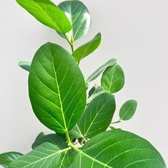 観葉植物　フィカス　ベンガレンシス　曲がりの画像