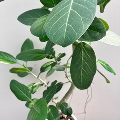 観葉植物　フィカス　ベンガレンシス　曲がりの画像