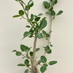 観葉植物　フィカス　ベンガレンシスの画像