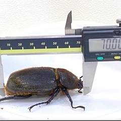 ヘラクレスオオカブト　幼虫　３令幼虫　3匹の画像