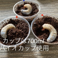 ヘラクレスオオカブト　幼虫　３令幼虫　3匹の画像
