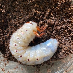 ヘラクレスオオカブト　幼虫　３令幼虫　3匹の画像